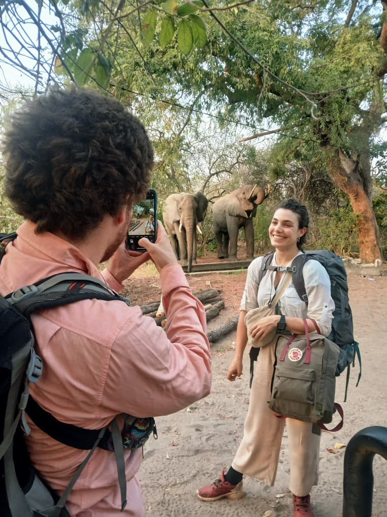 Guests on a walking safari with elephants