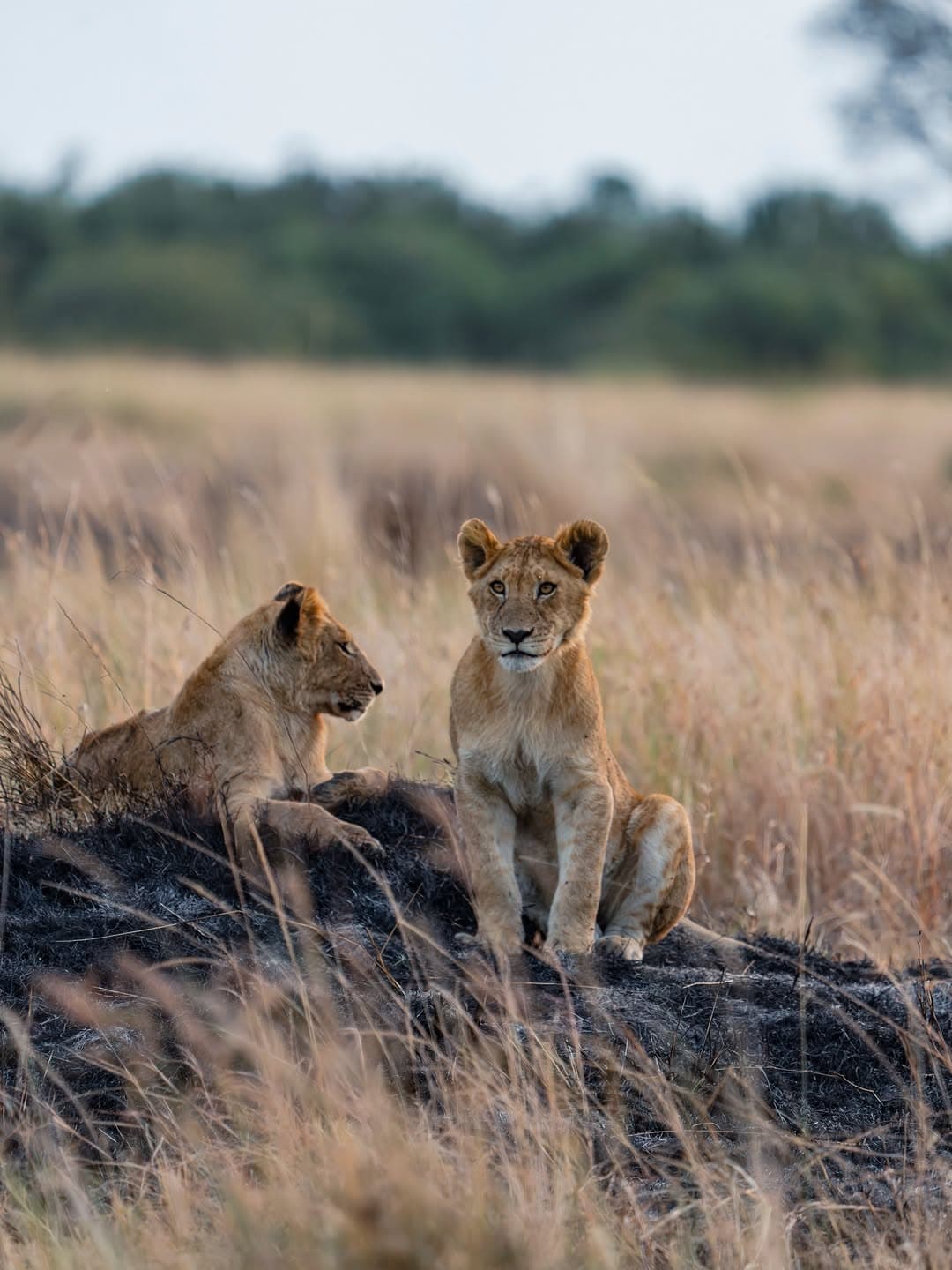 Mikumi National Park