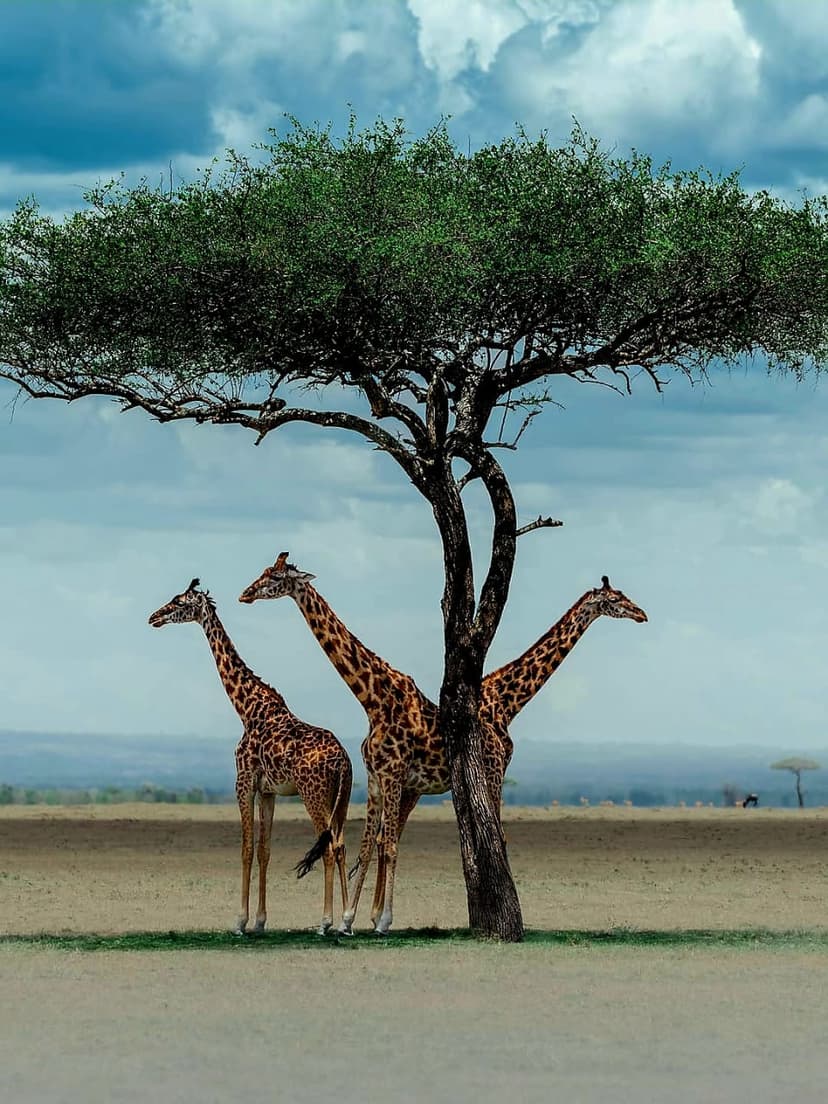 Nyerere safari photo