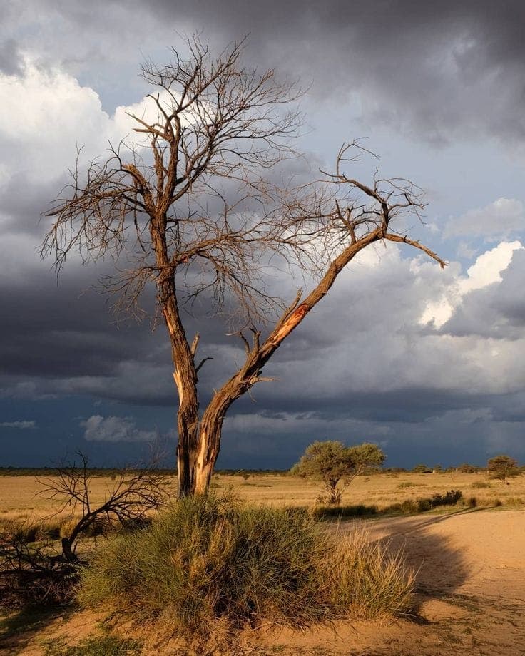 Mikumi National Park